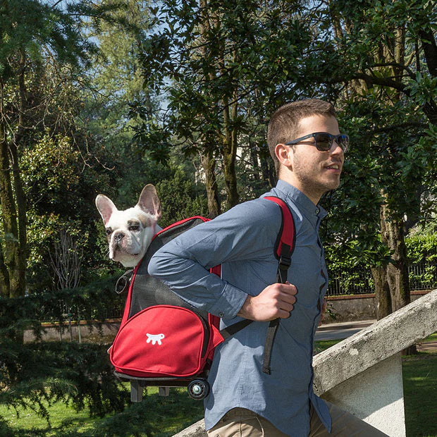 Trolley for cats or small dogs