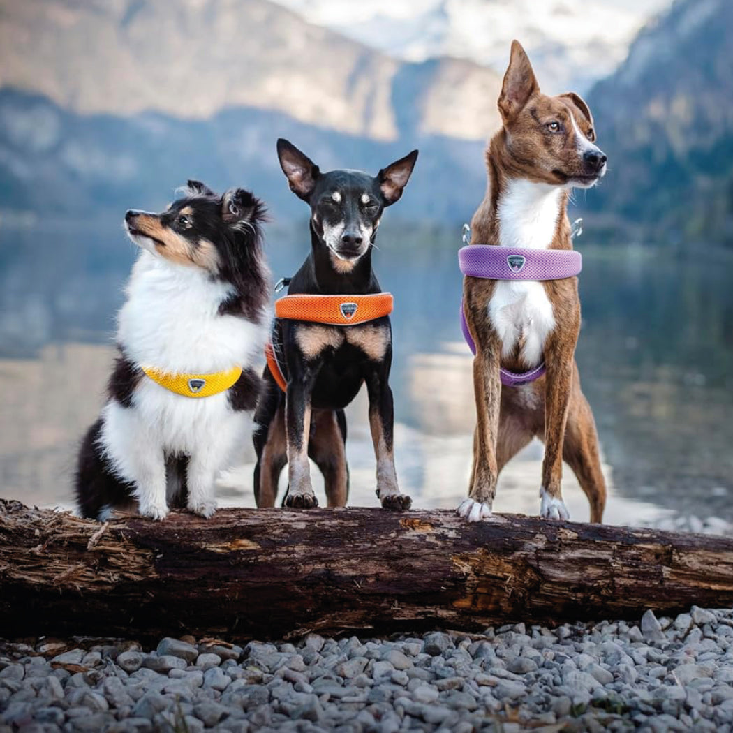Arnés Cinquetorri para perros