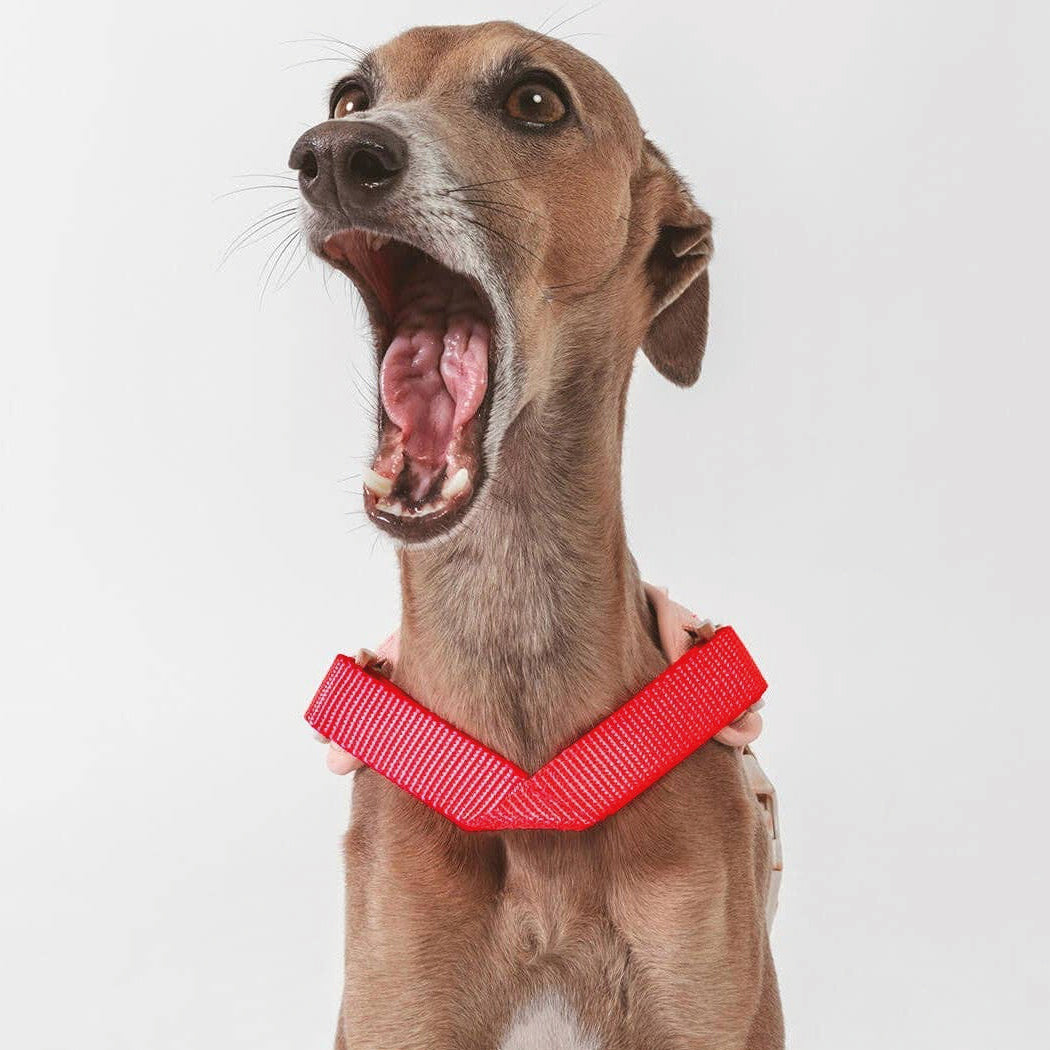 Arnés Qisu Hug Harness