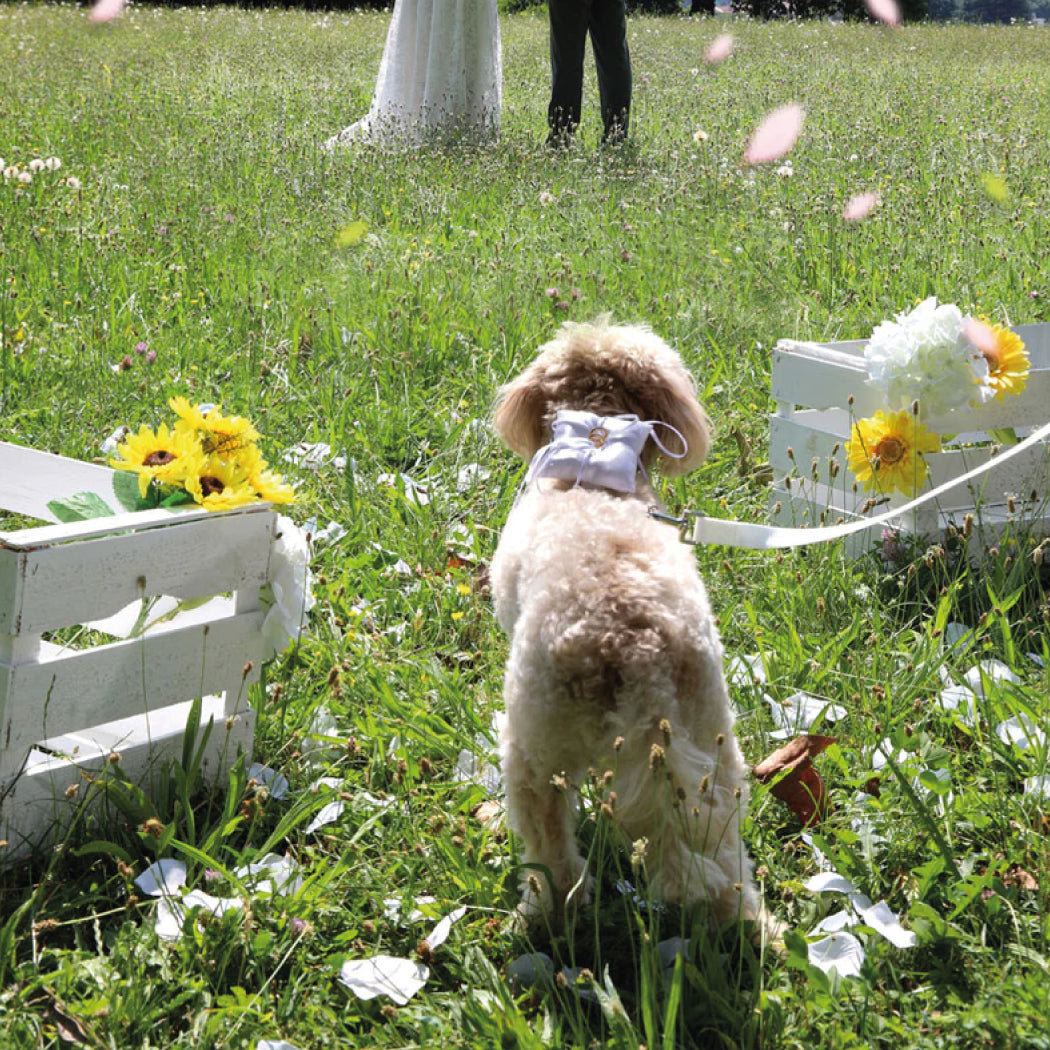 Arnés porta alianzas para perros "Ceremony" para tu boda